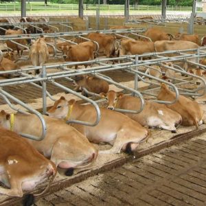 Cattle Cubicles