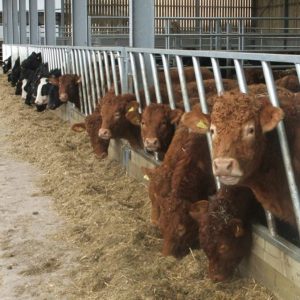 Cattle Feeding Barriers