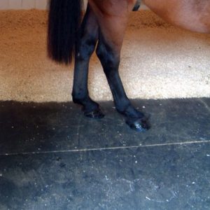 Horse Rubber Matting