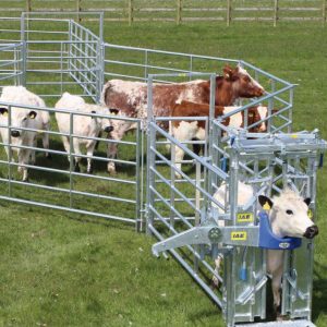 Portable Cattle Handling