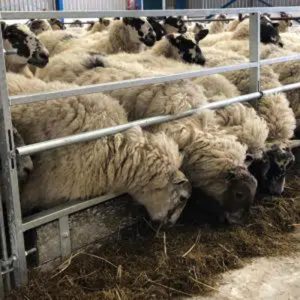 Sheep Housing